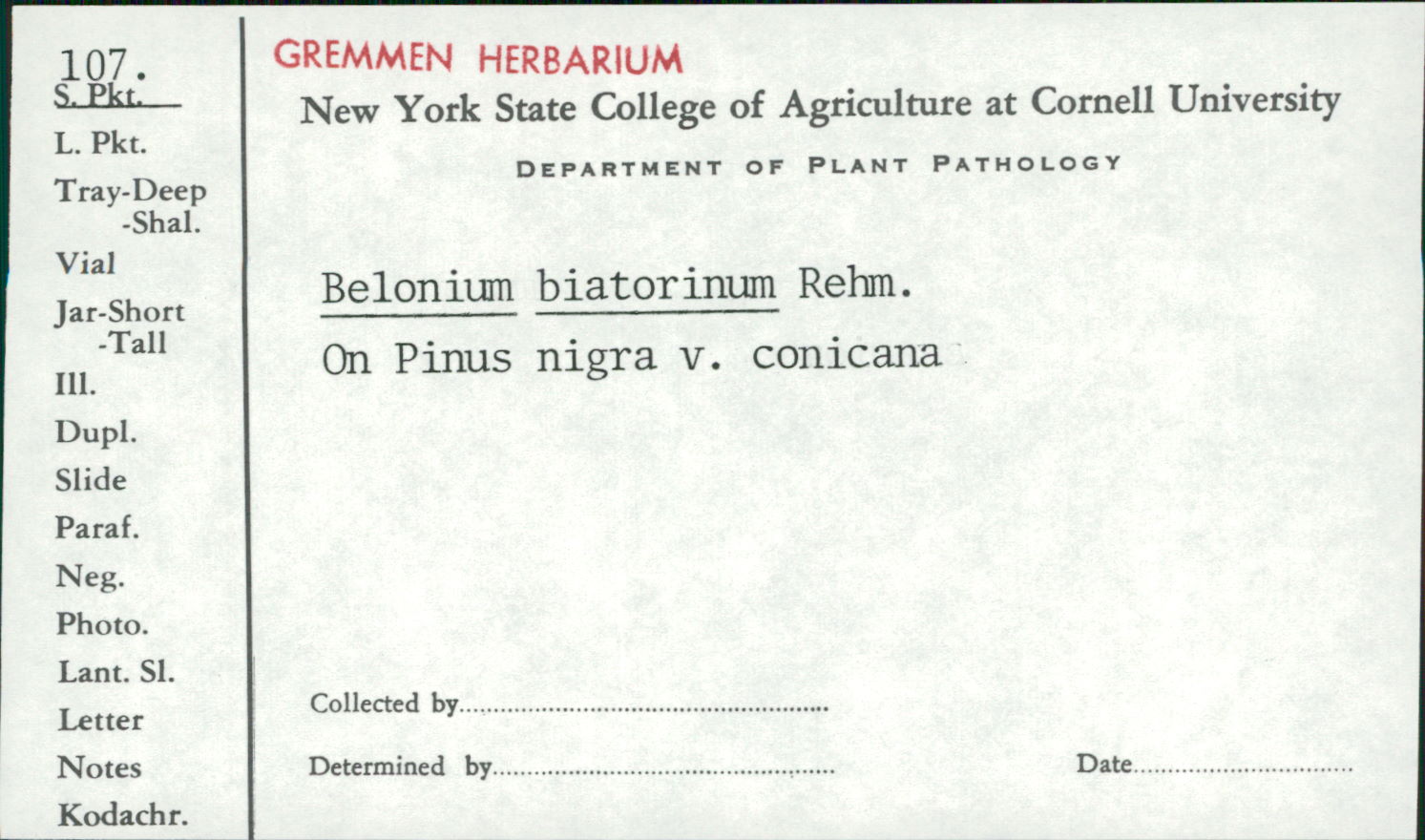 Belonium biatorinum image