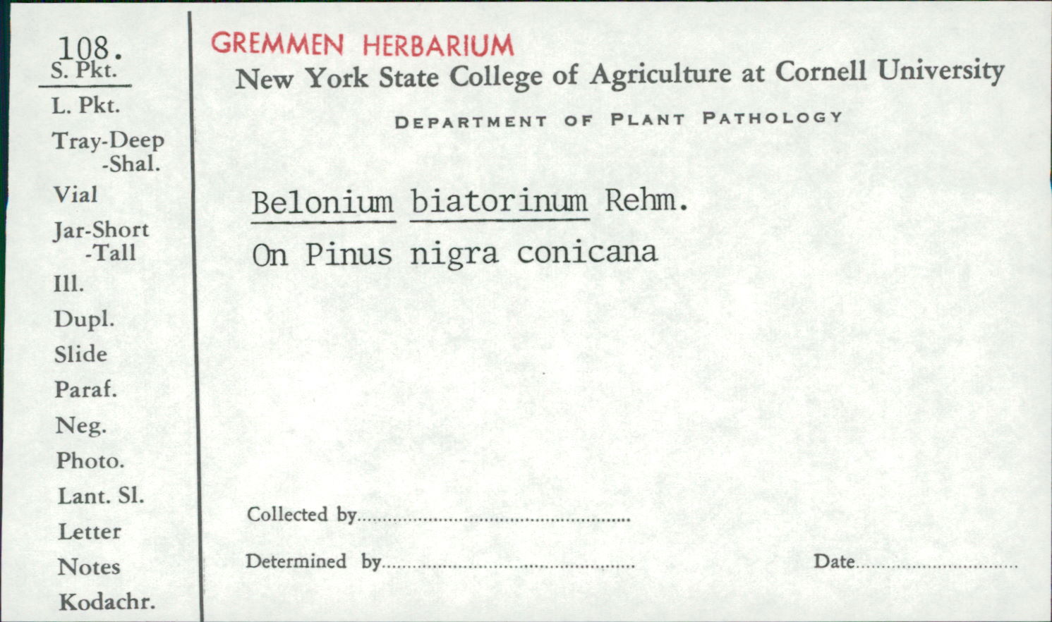Belonium biatorinum image