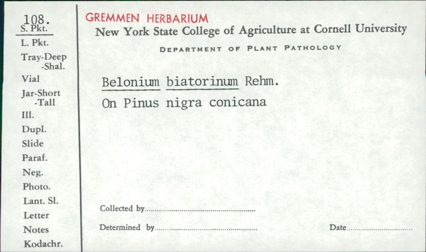 Belonium biatorinum image
