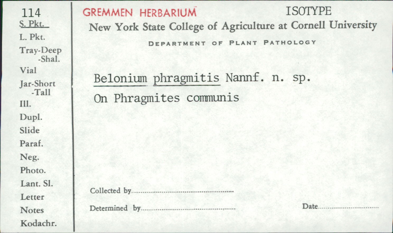 Belonium phragmitis image