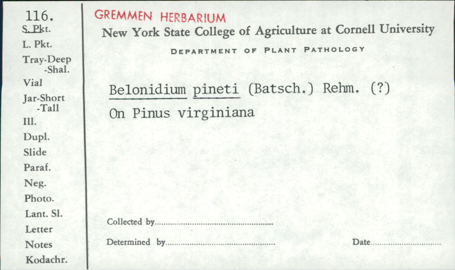 Belonidium pineti image