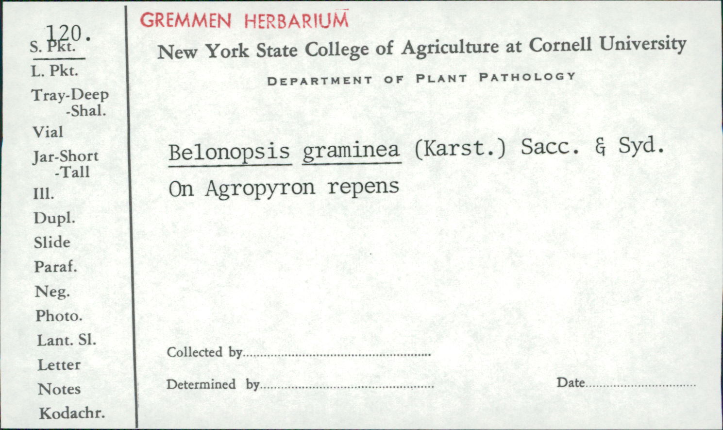 Belonopsis graminea image