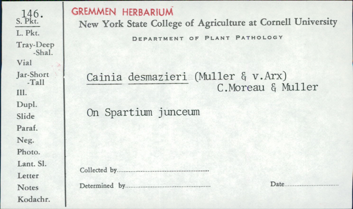 Cainia desmazieri image