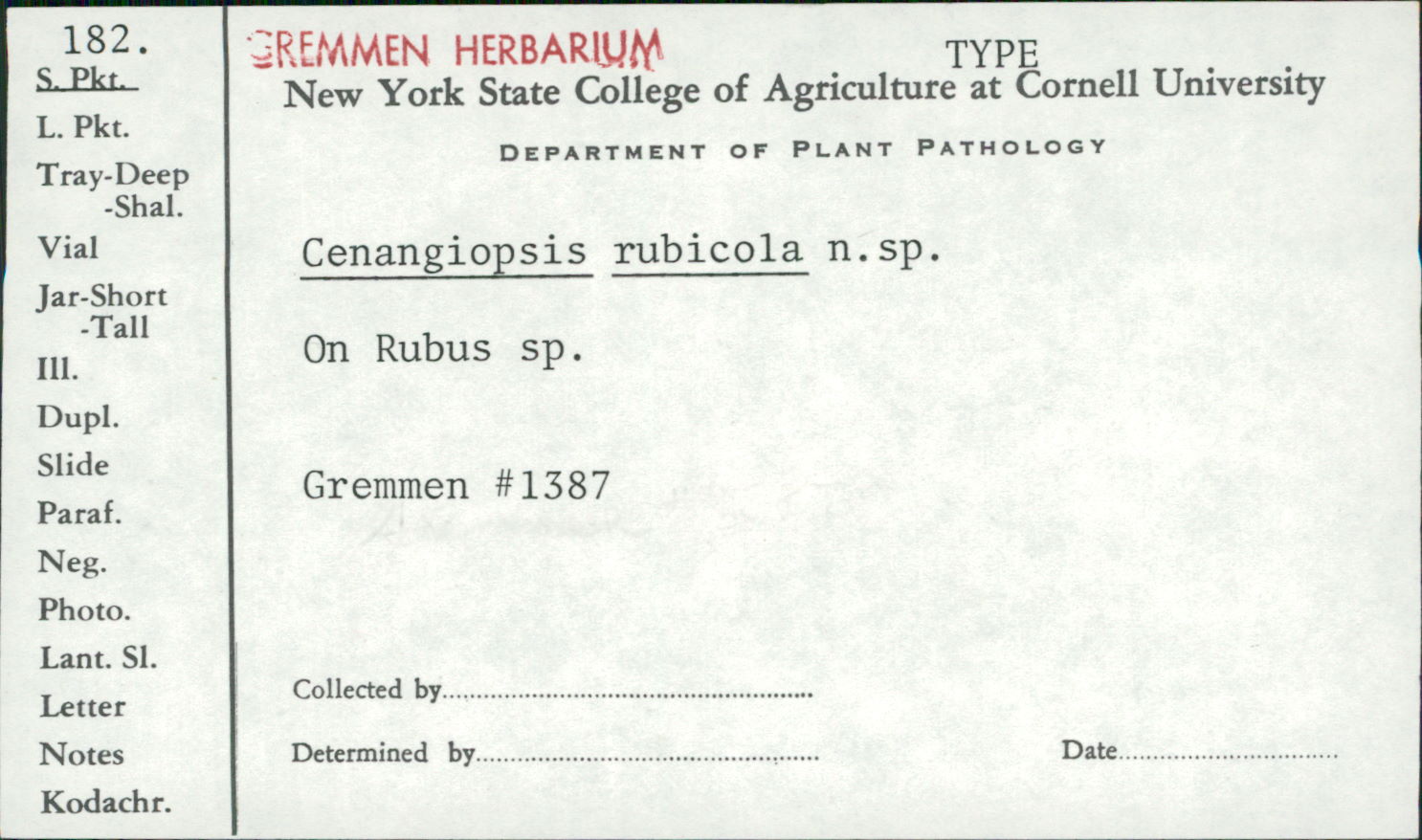 Cenangiopsis rubicola image