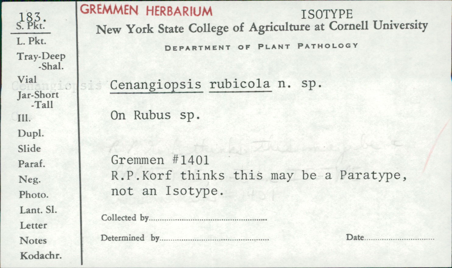 Cenangiopsis rubicola image