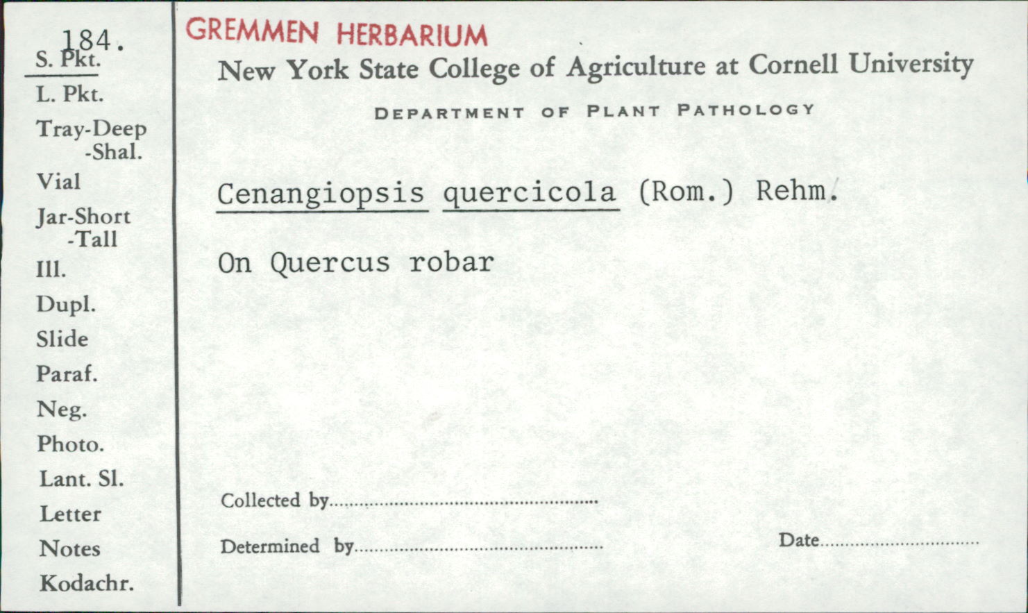 Cenangiopsis image