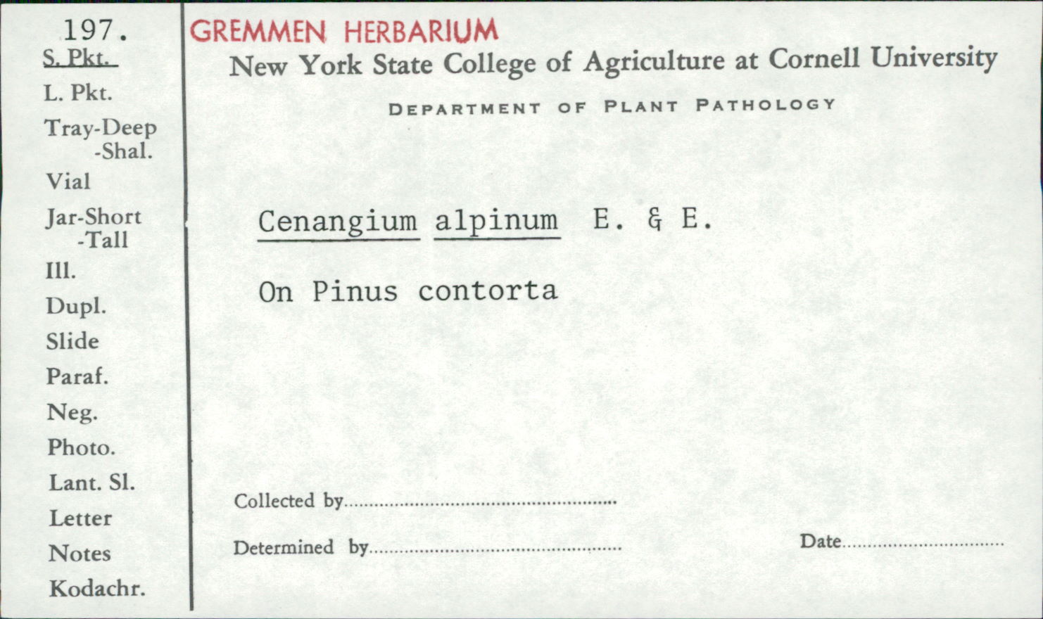 Cenangium alpinum image