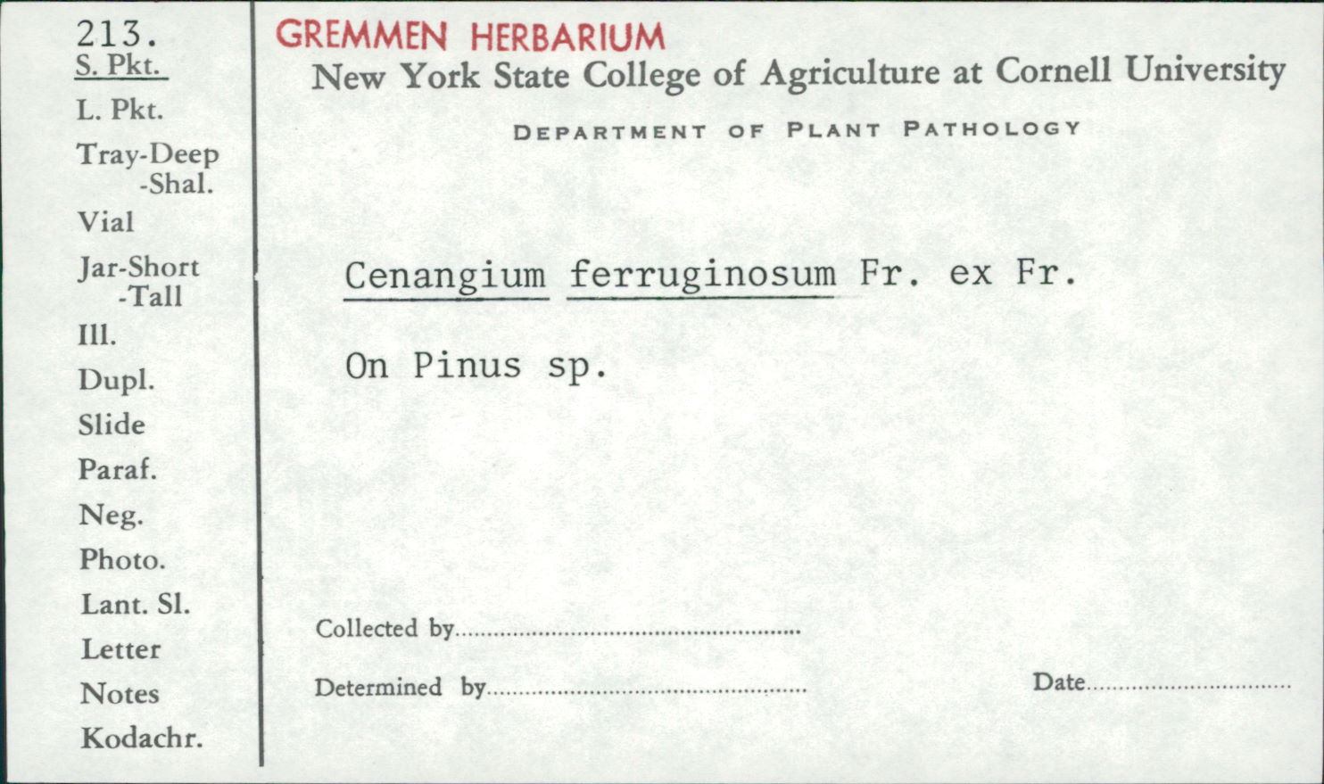 Cenangium ferruginosum image