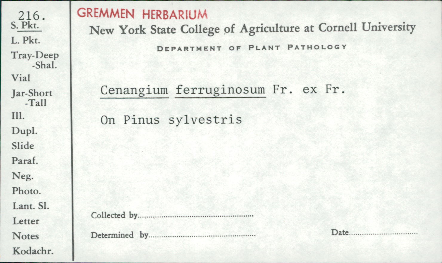 Cenangium ferruginosum image
