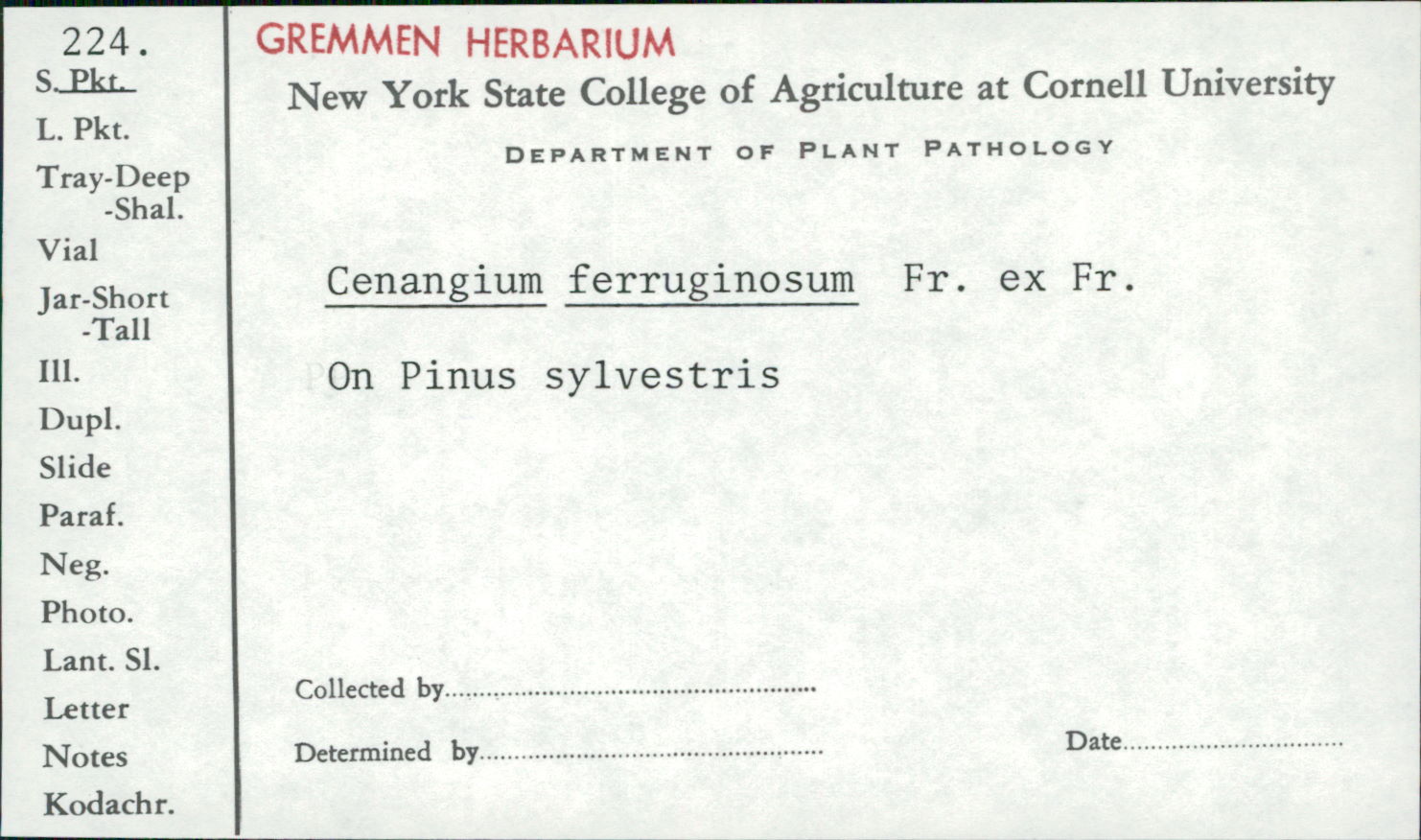 Cenangium ferruginosum image