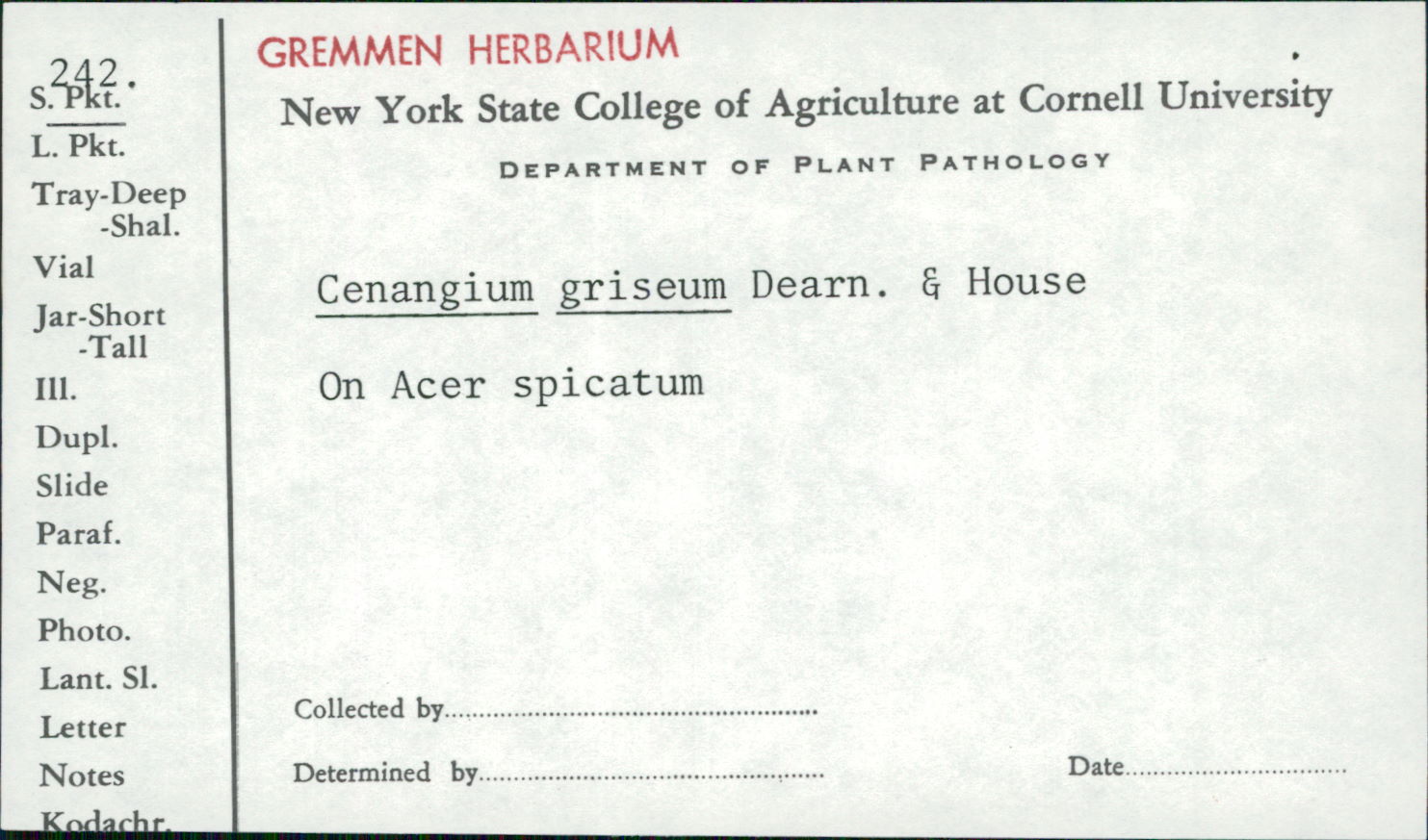 Cenangium griseum image