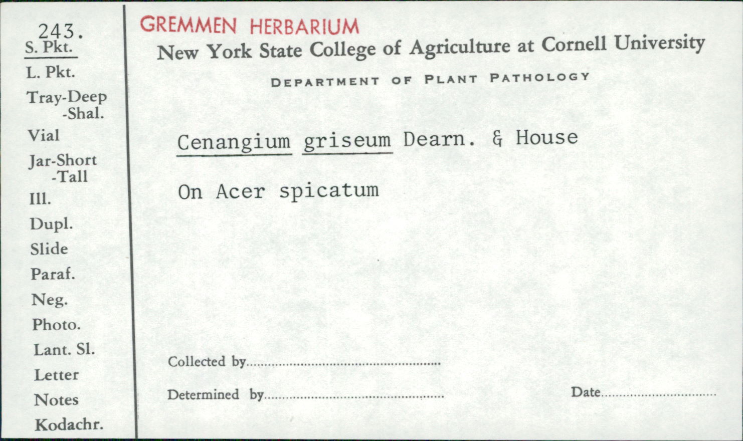 Cenangium griseum image