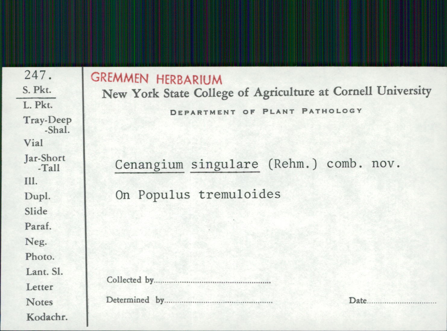 Cenangium singulare image