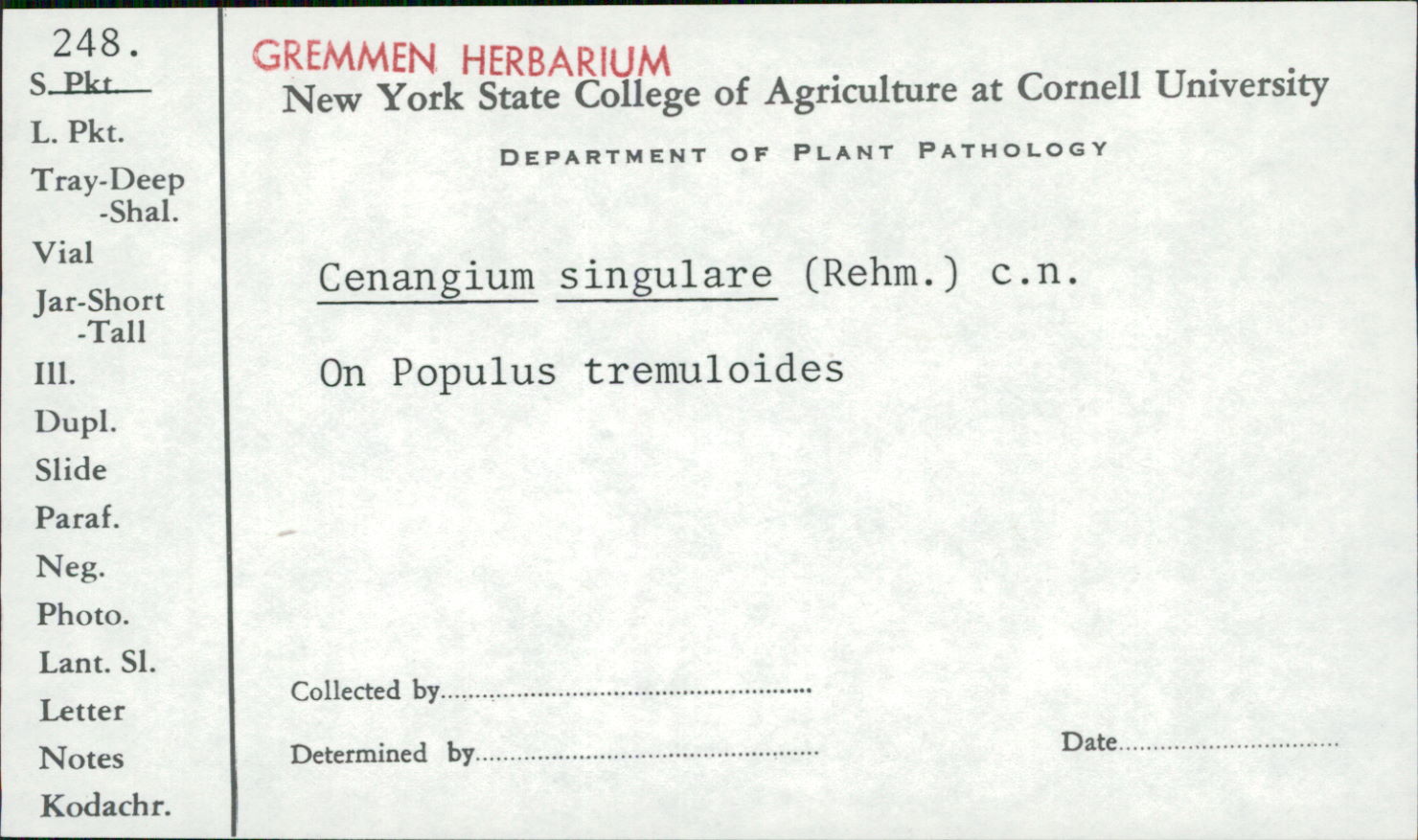 Cenangium singulare image