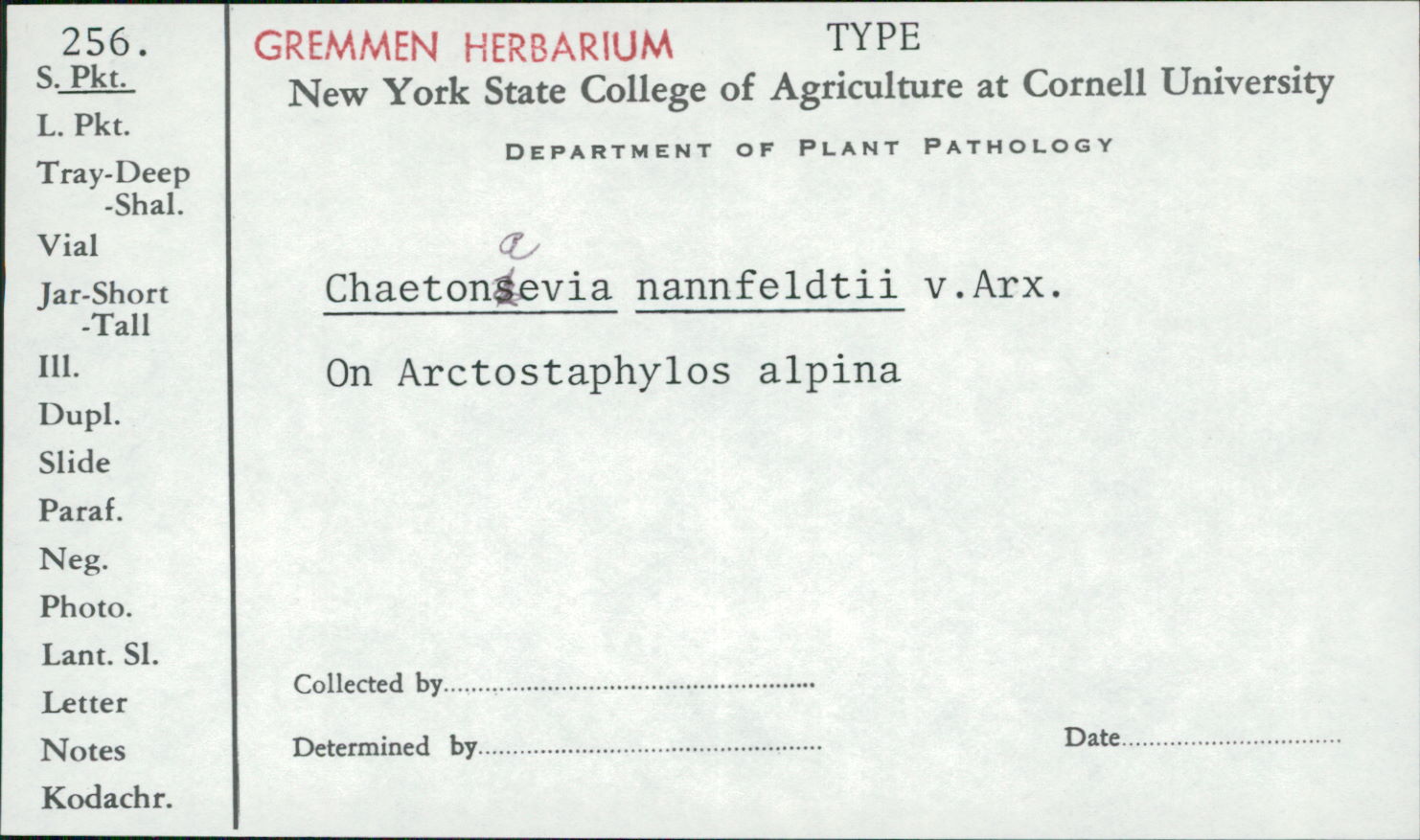 Chaetonaevia image