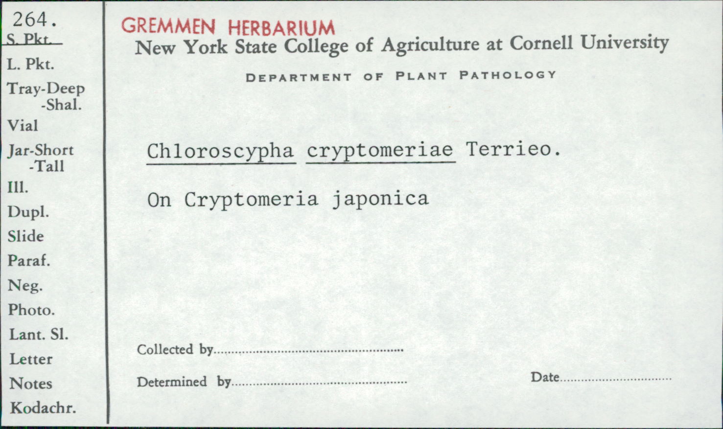 Chloroscypha cryptomeriae image
