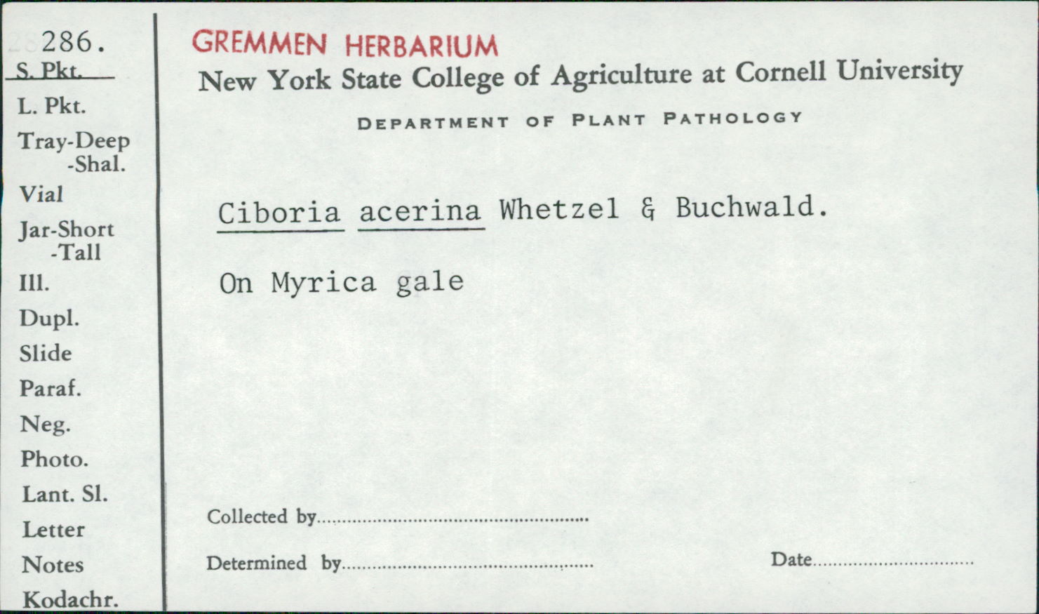 Ciboria acerina image