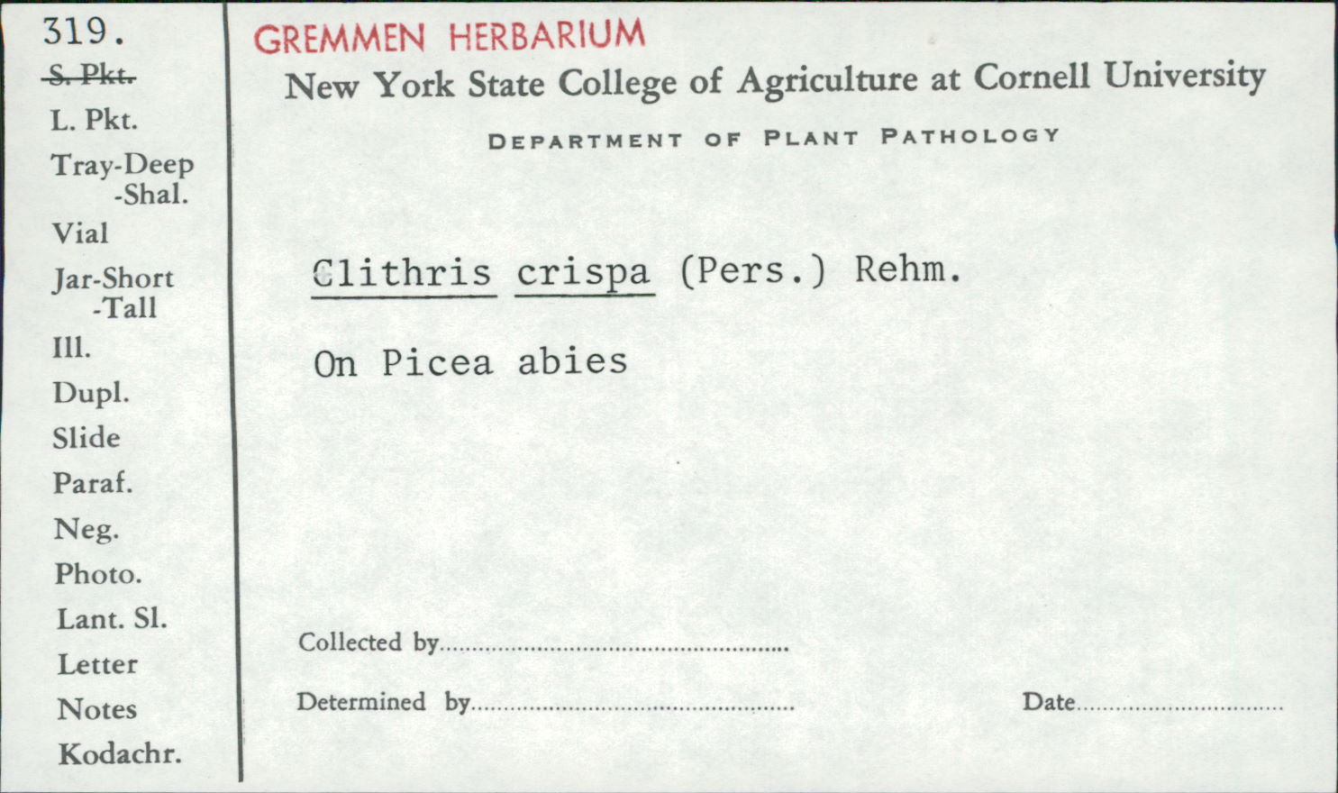 Colpoma crispum image