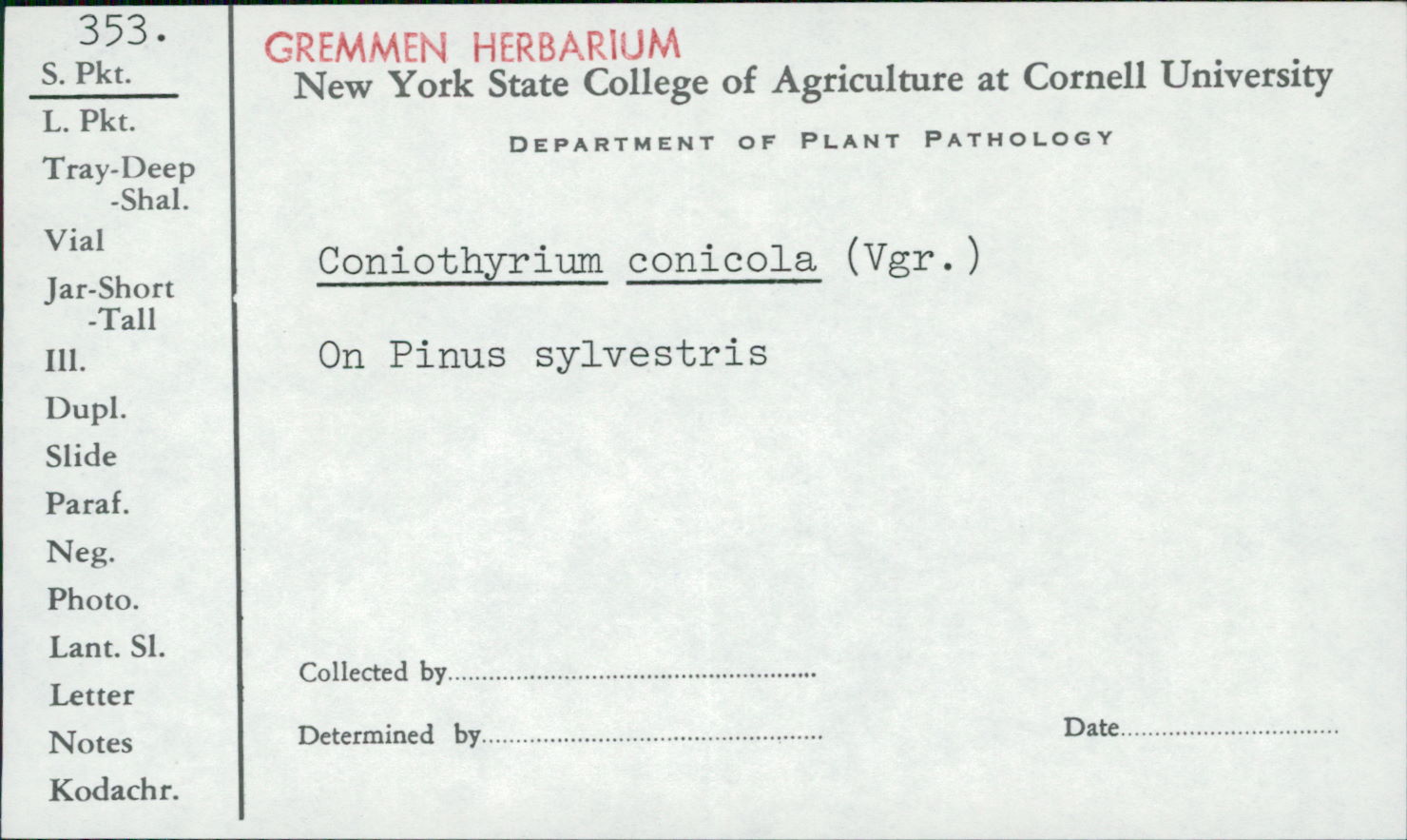 Coniothyrium conicola image