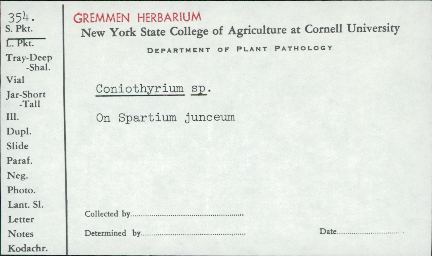 Leptosphaeriaceae image
