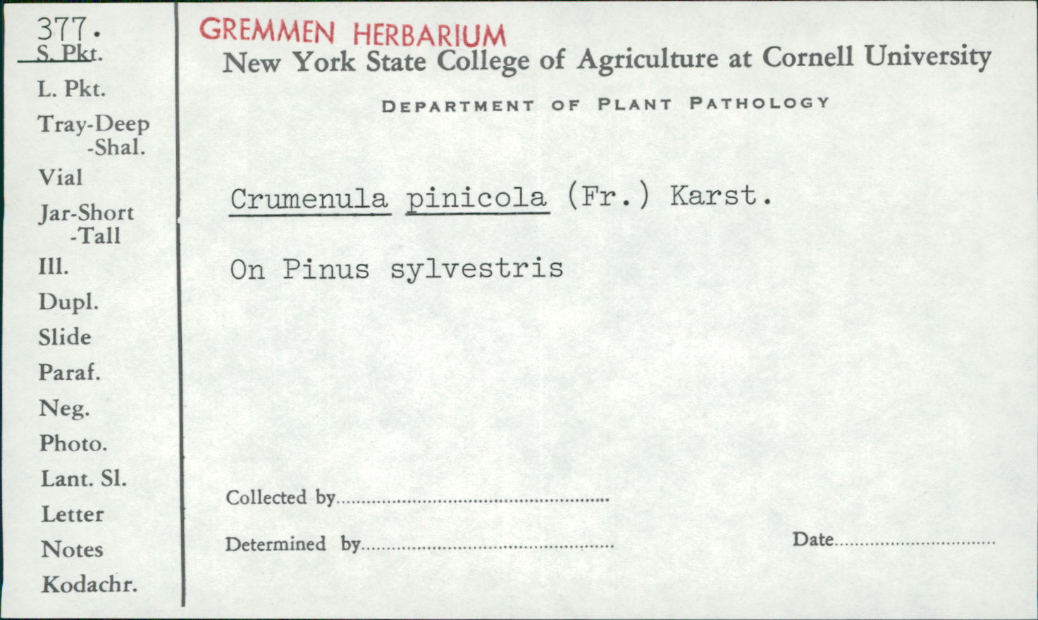 Crumenulopsis pinicola image