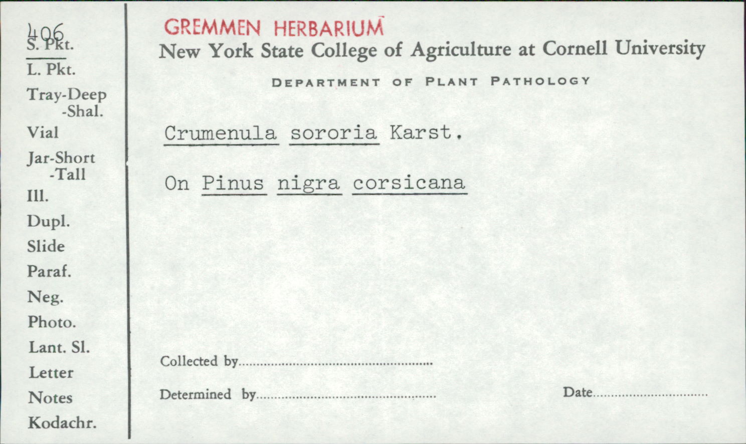 Crumenulopsis image