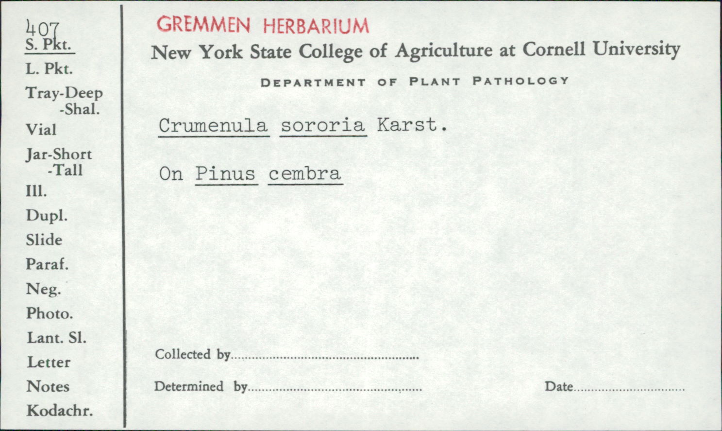 Crumenulopsis sororia image