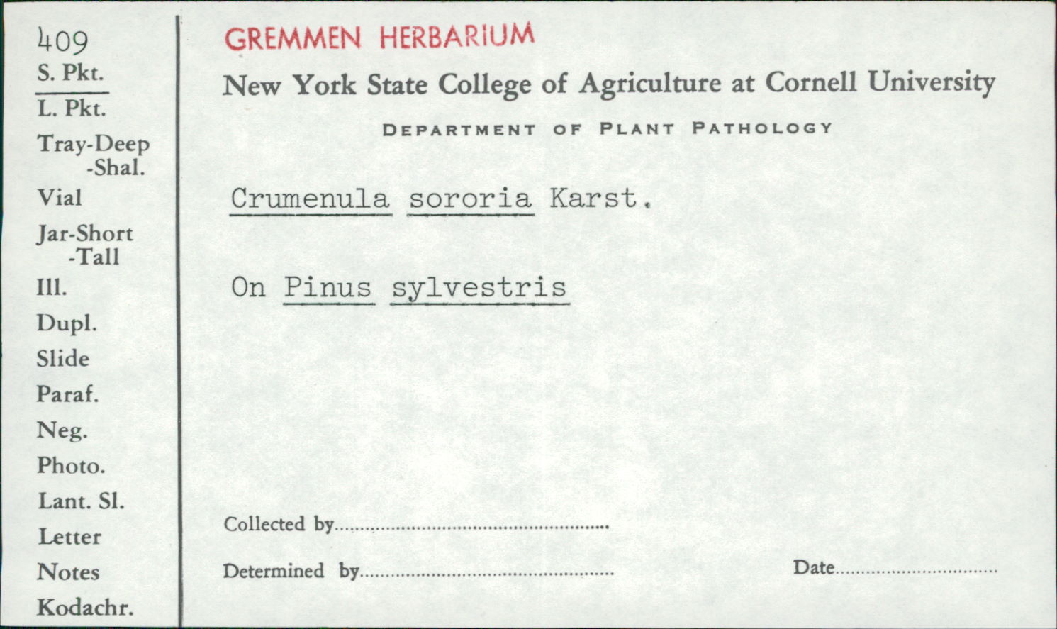 Crumenulopsis sororia image