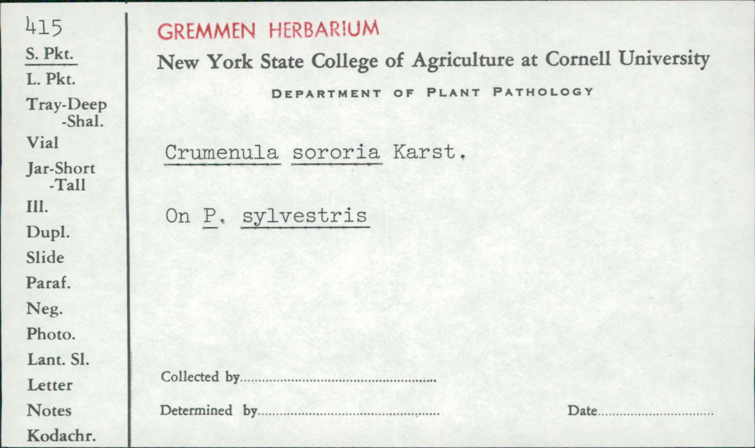Crumenulopsis sororia image