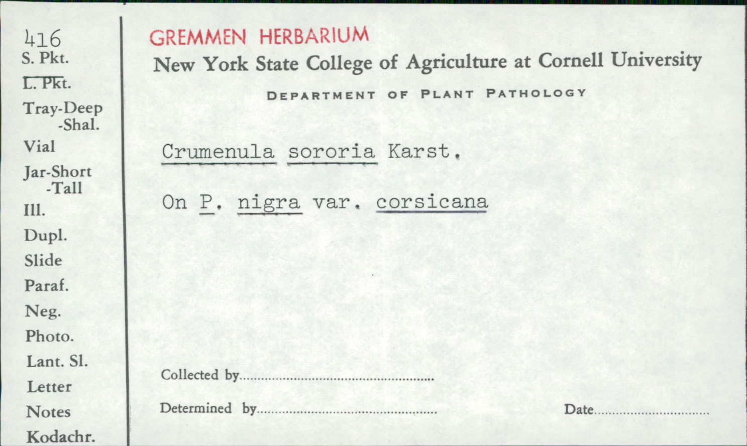 Crumenulopsis sororia image