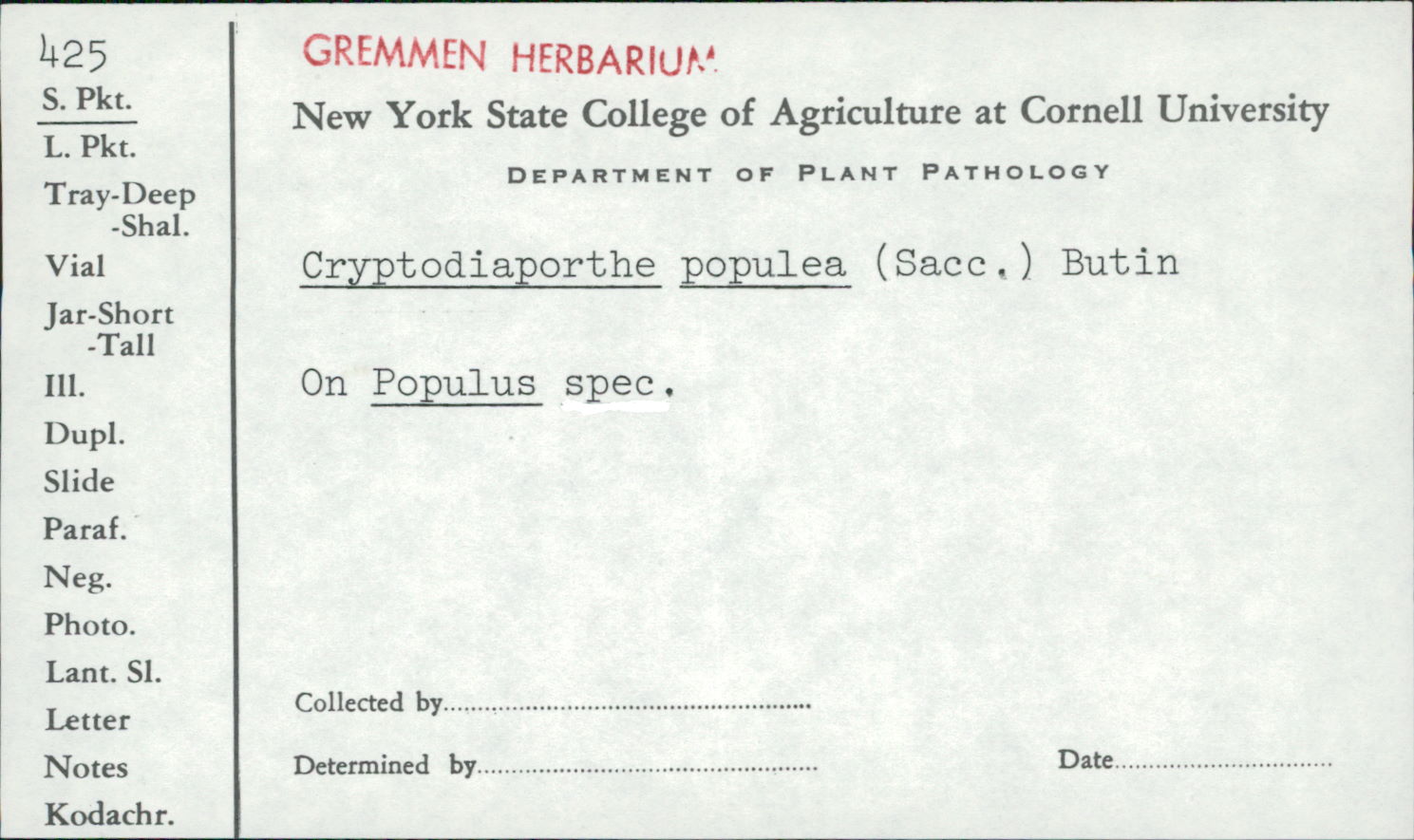 Cryptodiaporthe populea image