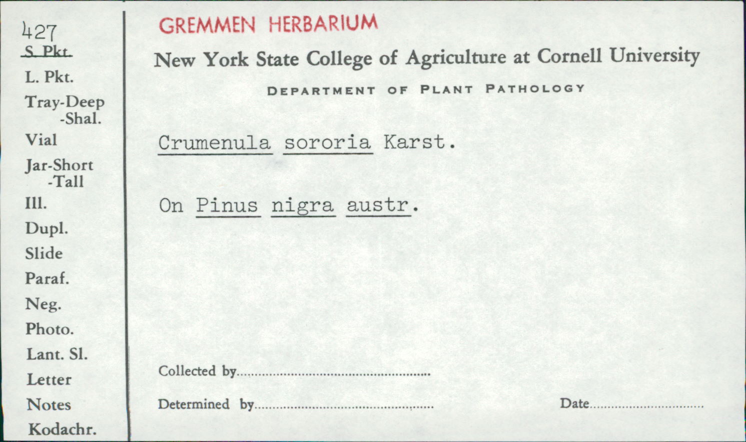Crumenulopsis sororia image