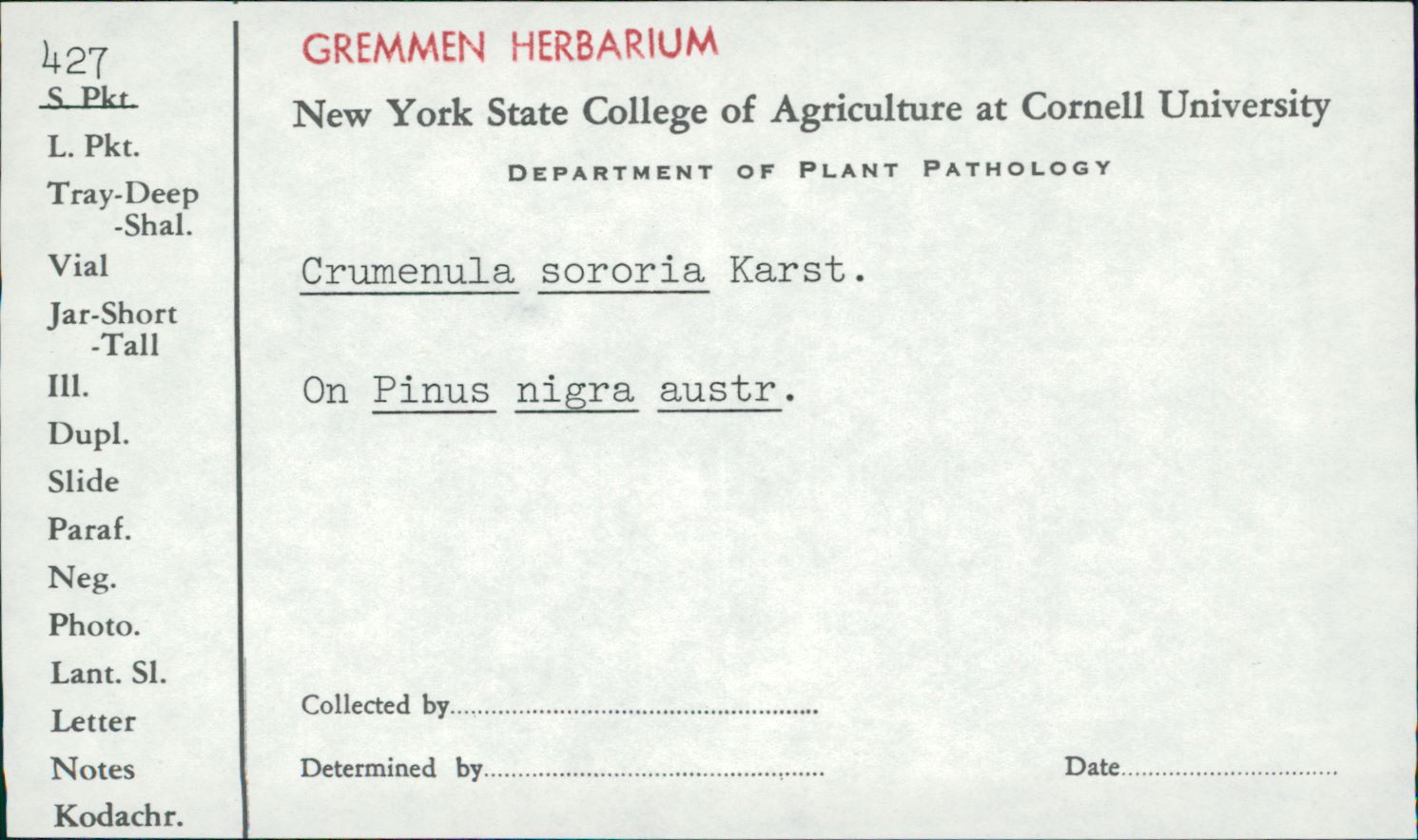 Crumenulopsis image