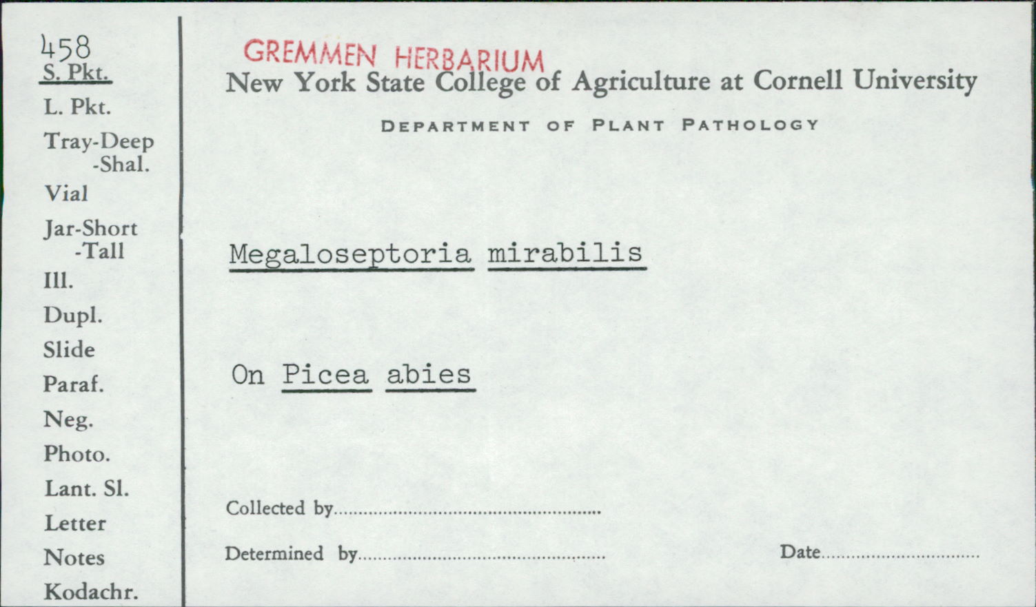 Megaloseptoria mirabilis image