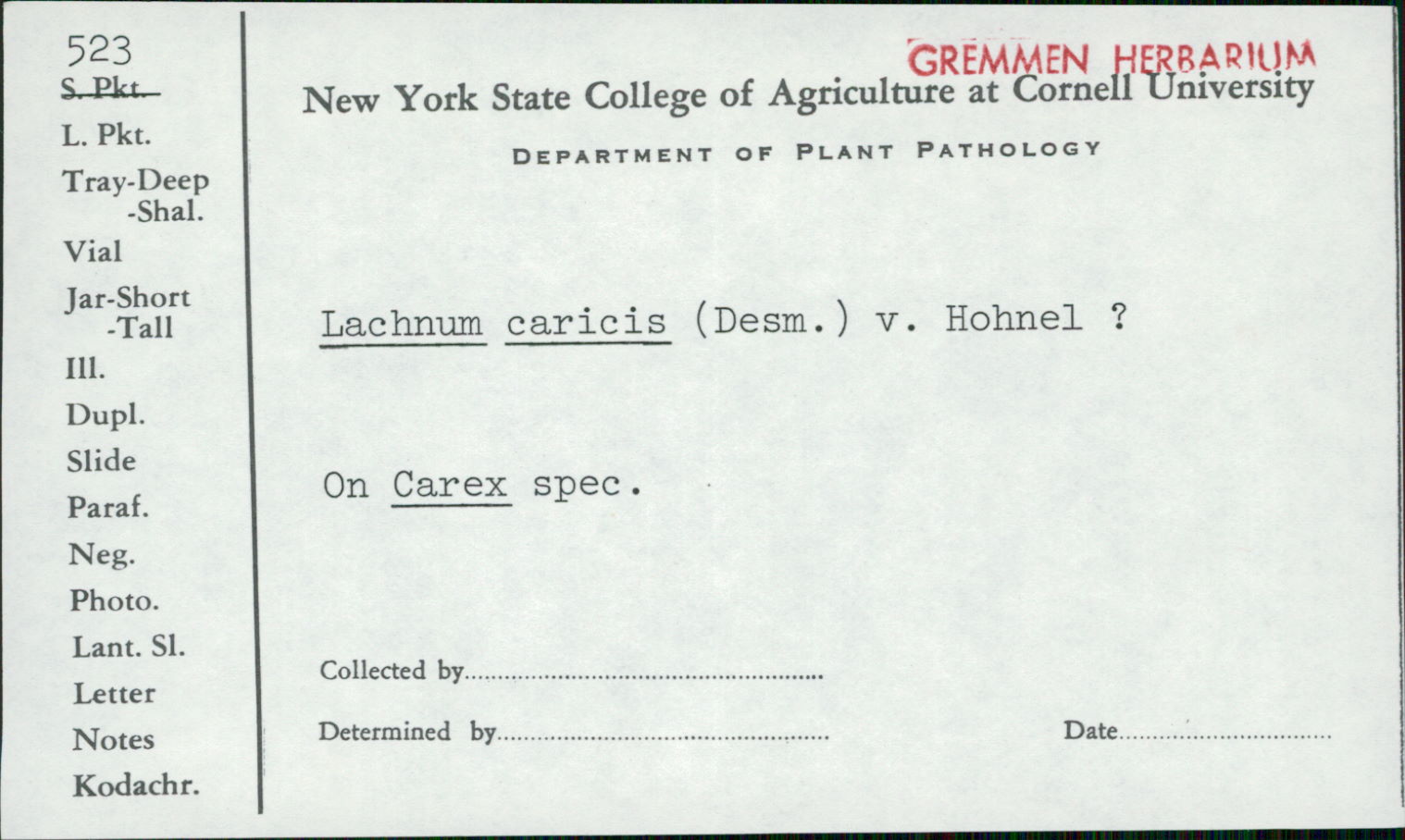 Lachnum caricis image