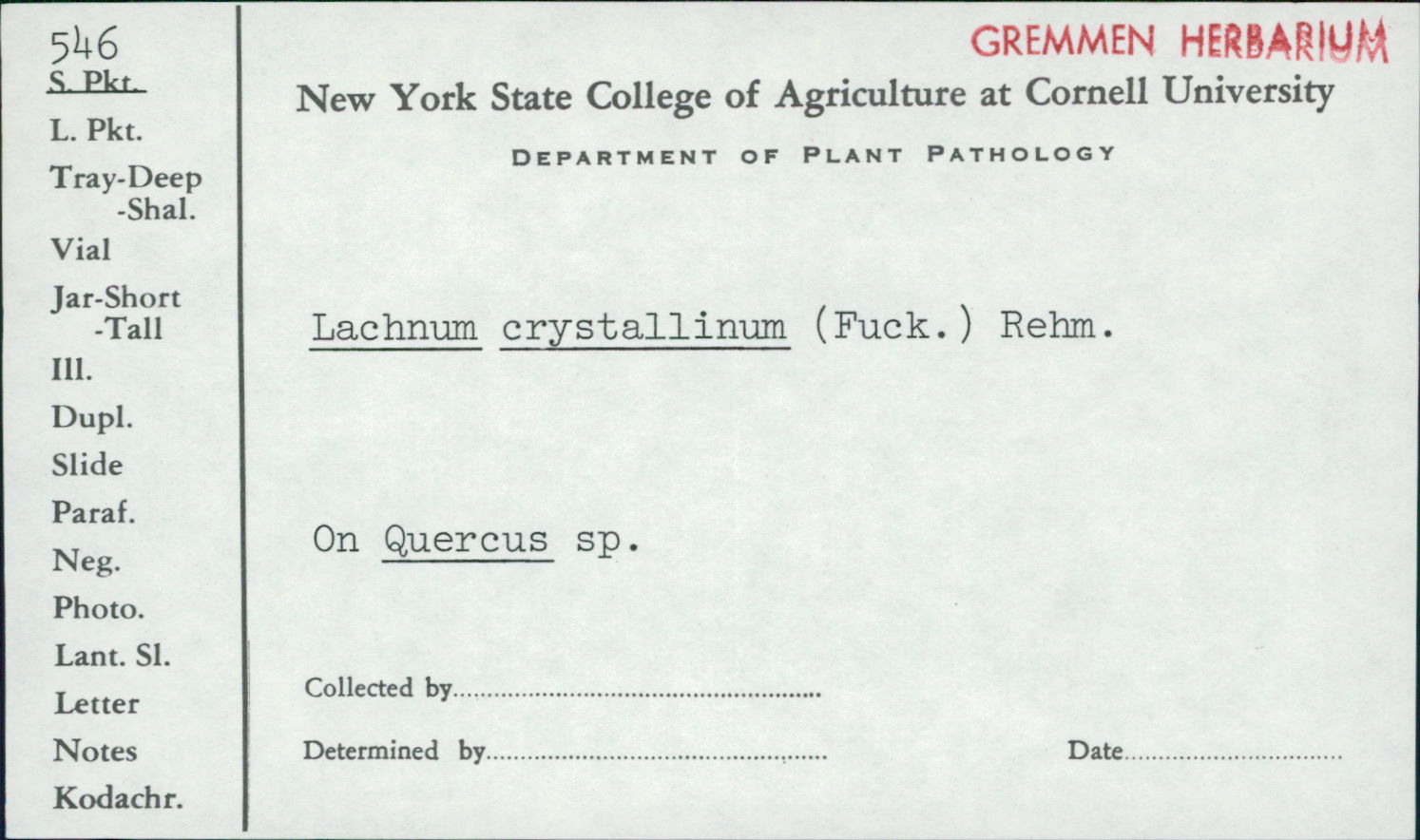 Lachnum crystallinum image