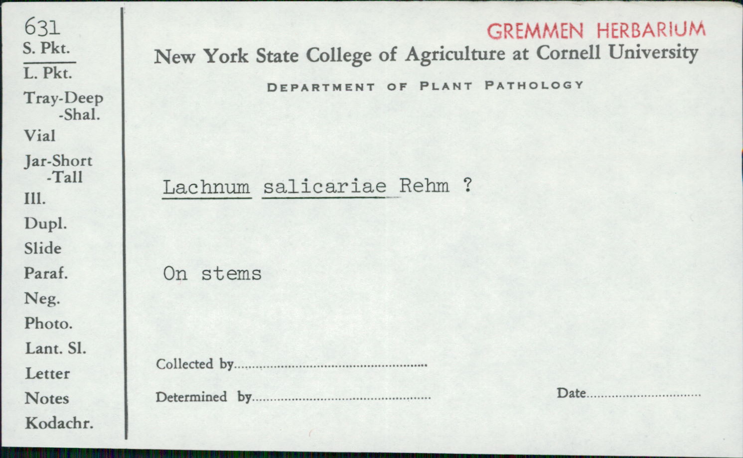 Lachnum salicariae image