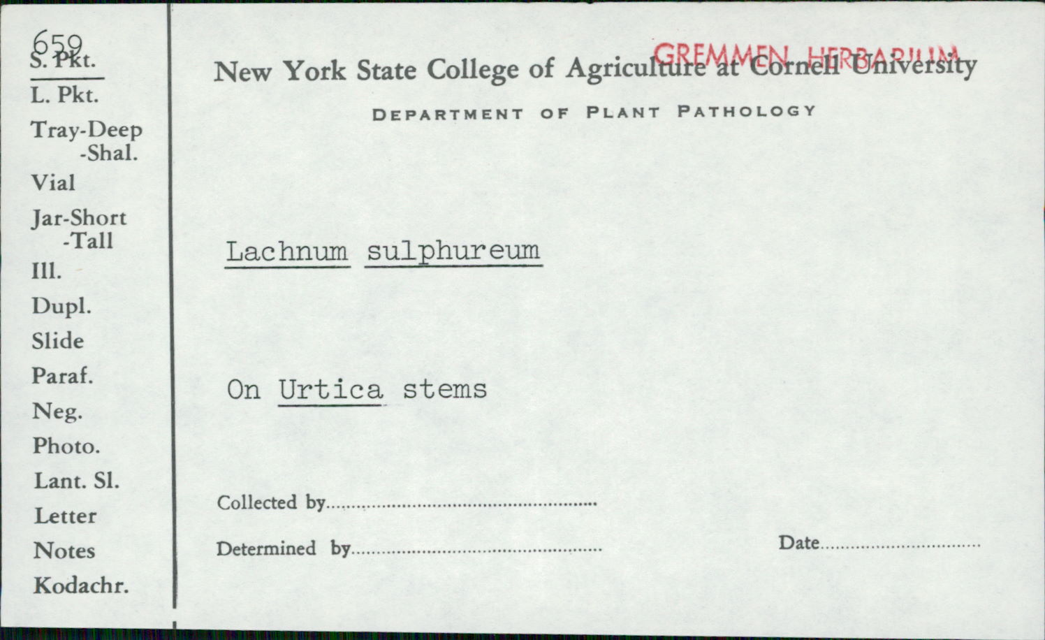 Lachnum sulphureum image