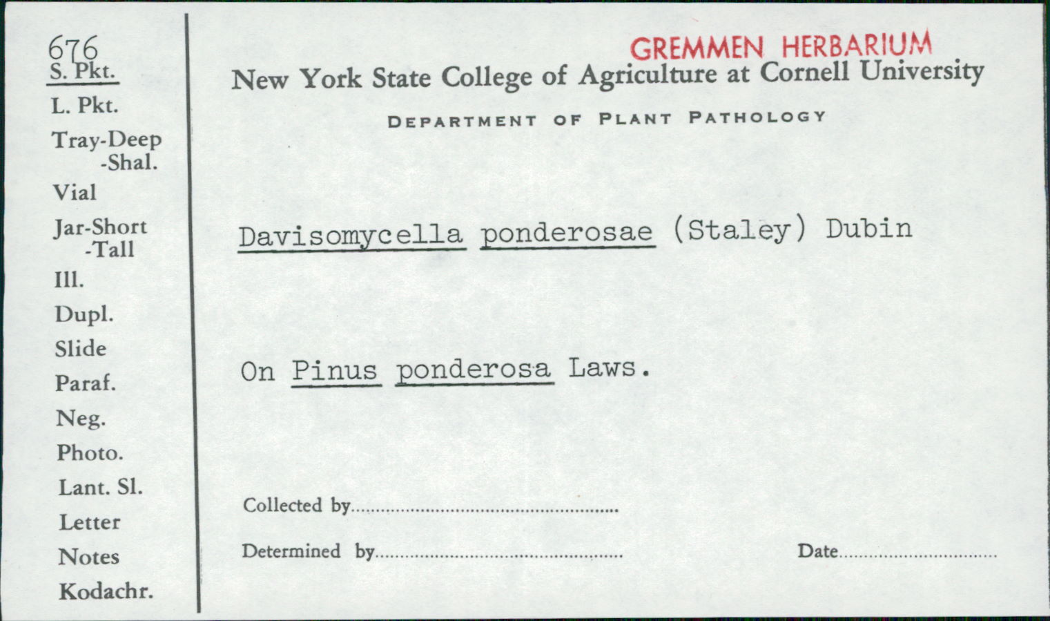 Davisomycella ponderosae image