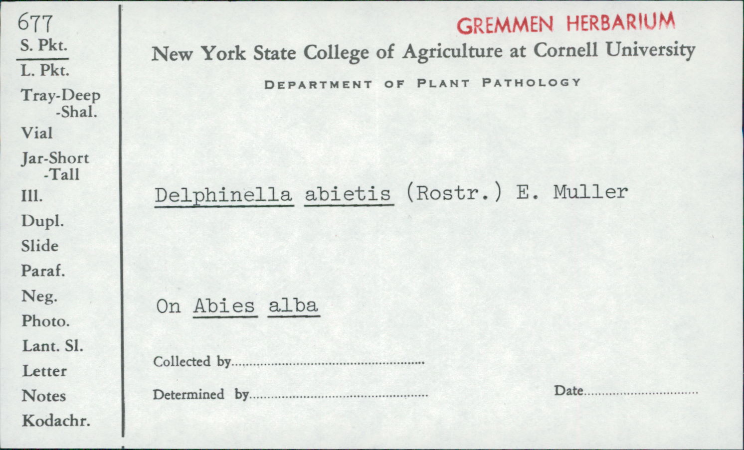 Delphinella image