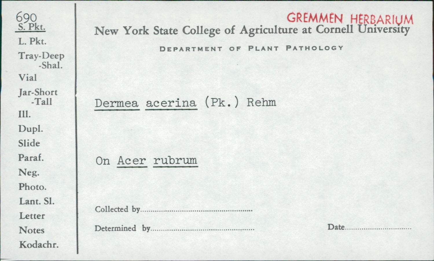 Dermea acerina image