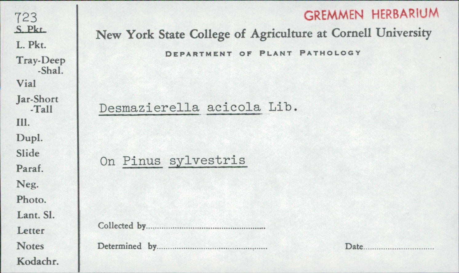 Desmazierella acicola image
