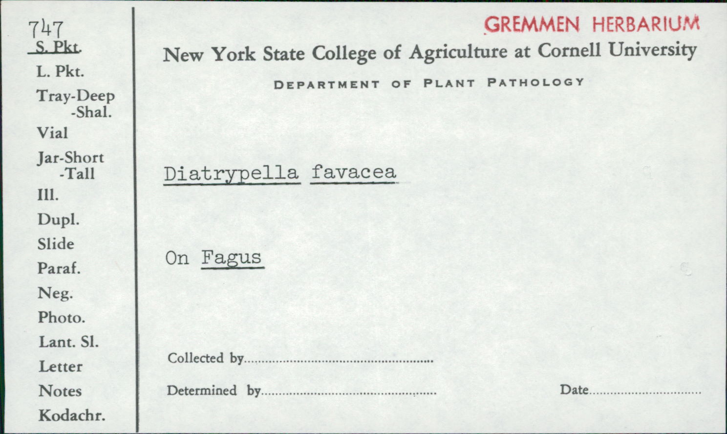 Diatrypella favacea image