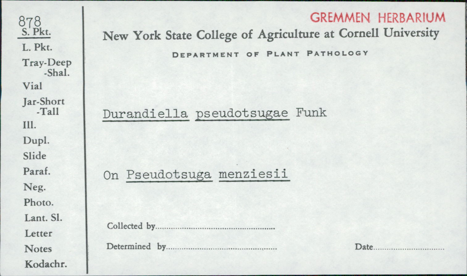 Durandiella pseudotsugae image