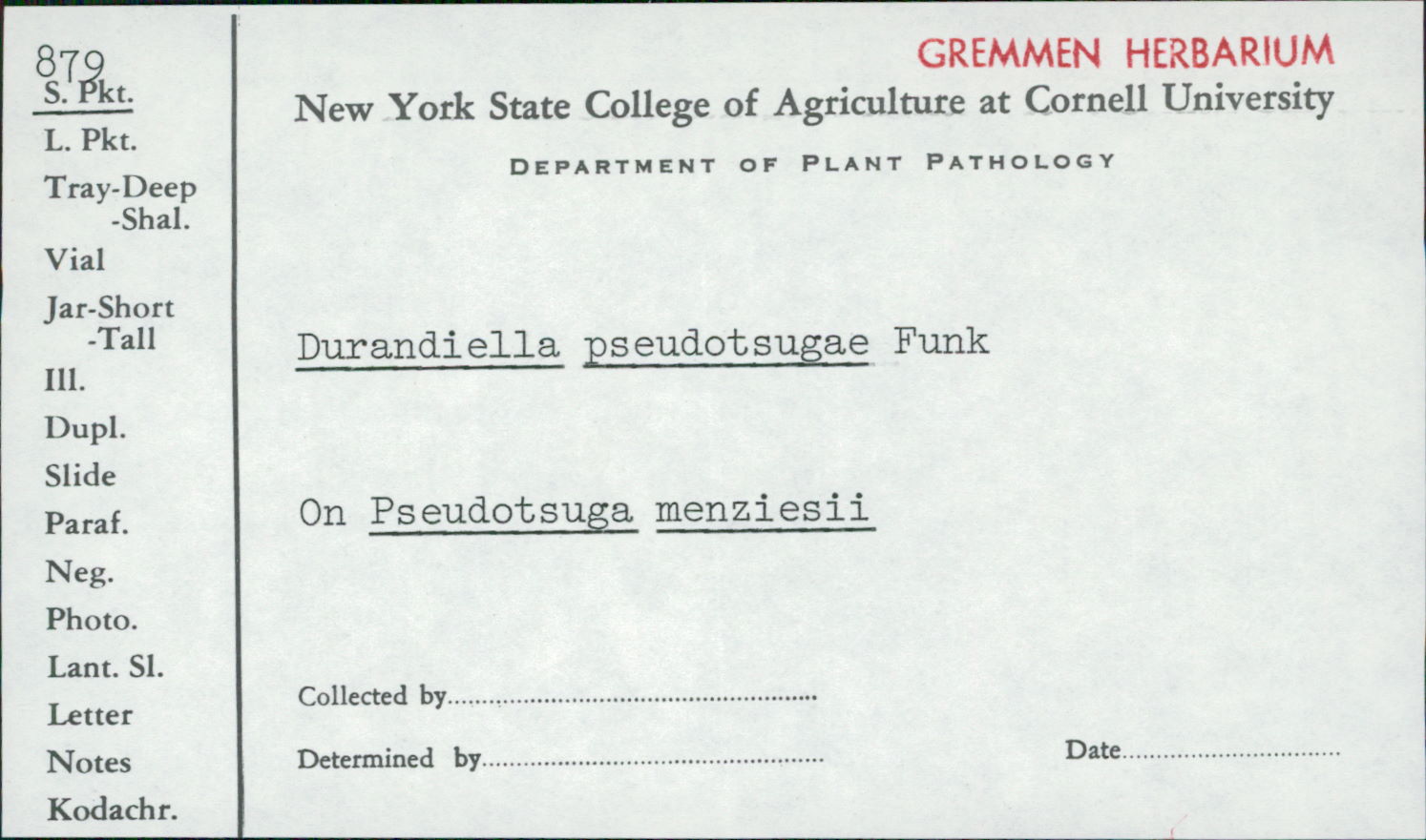 Durandiella pseudotsugae image