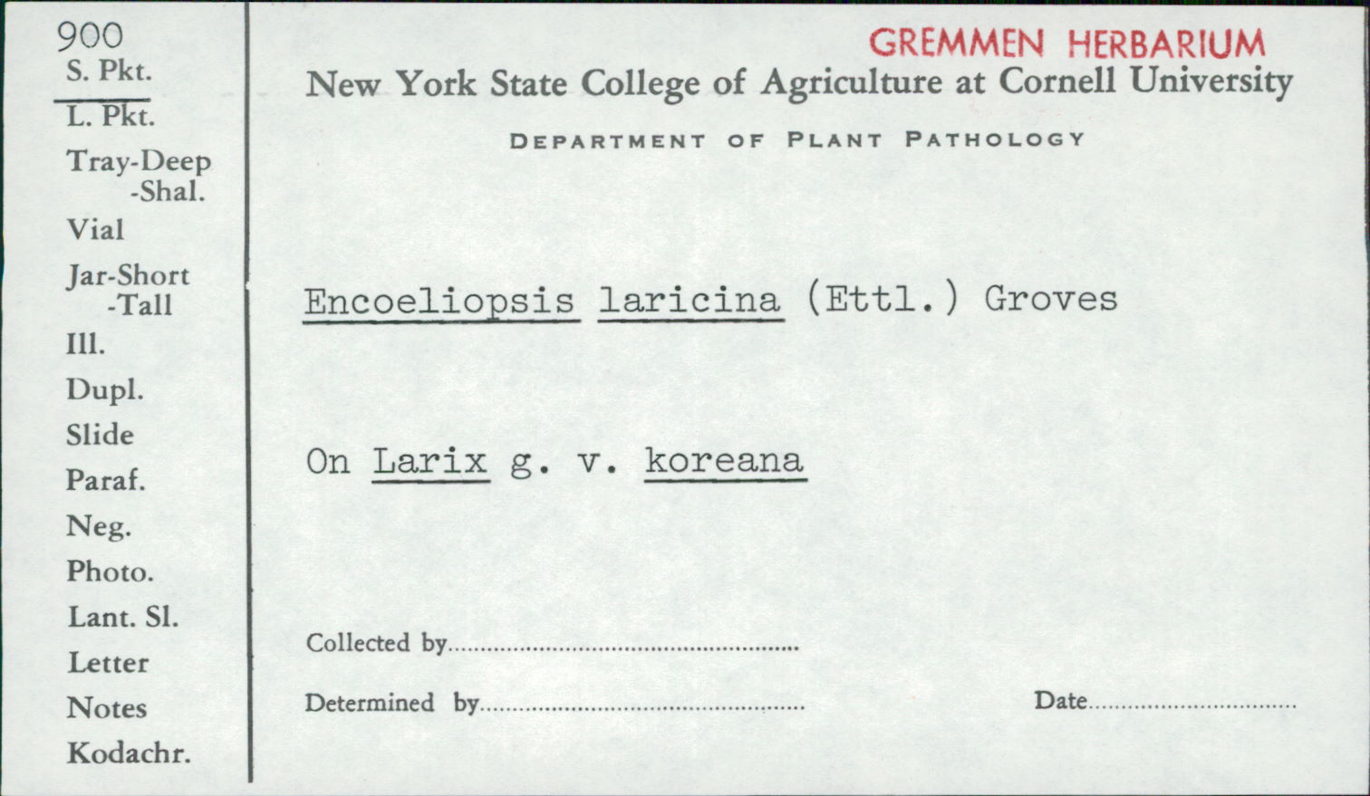 Gremmeniella laricina image