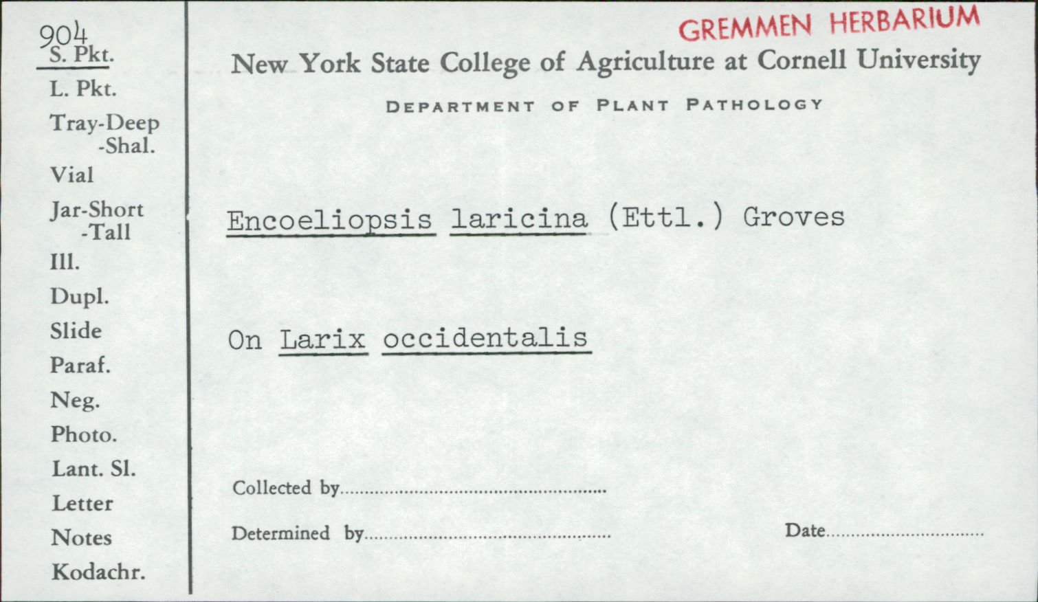 Gremmeniella laricina image