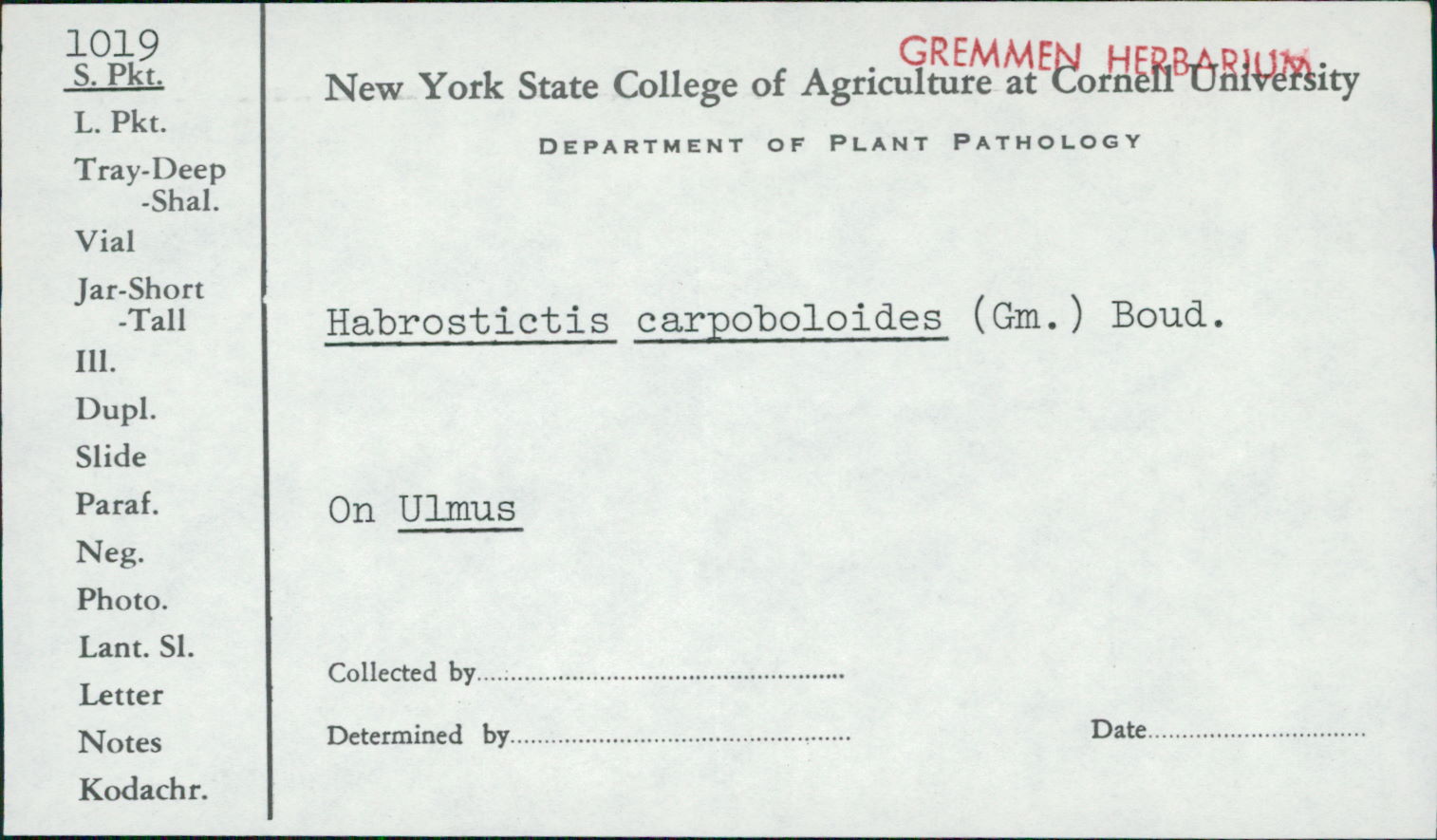 Habrostictis carpoboloides image