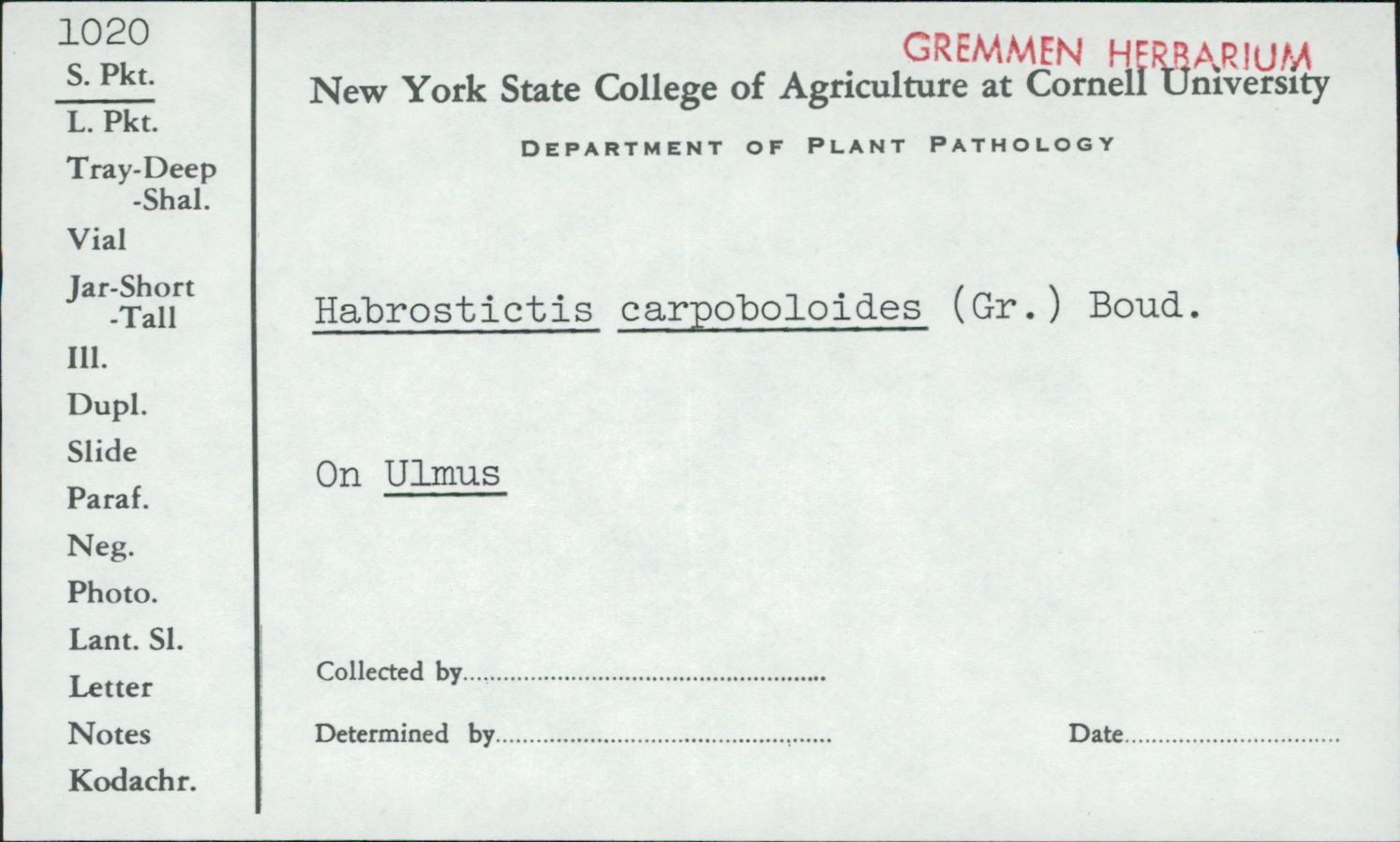 Habrostictis carpoboloides image
