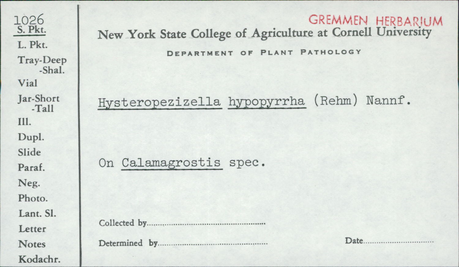 Hysteropezizella hypopyrrha image